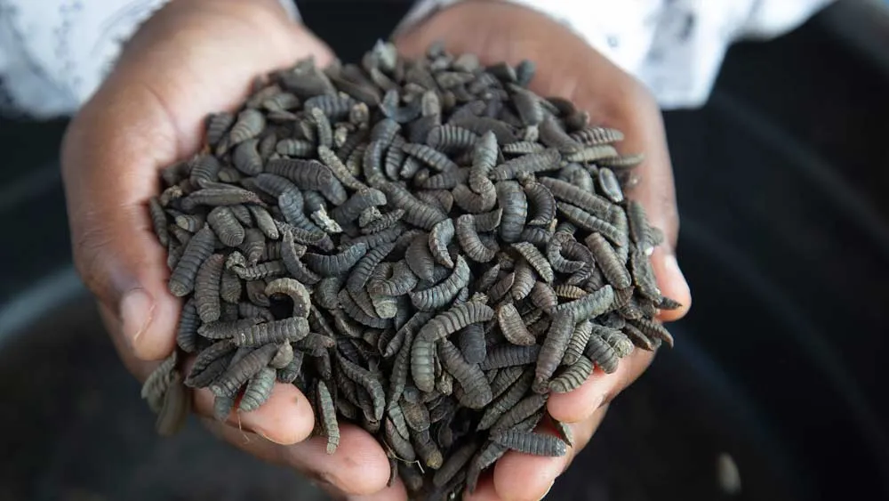 From Yuck to Profits: Some Zimbabwe Farmers Turn to Maggots to Survive Drought and Thrive 